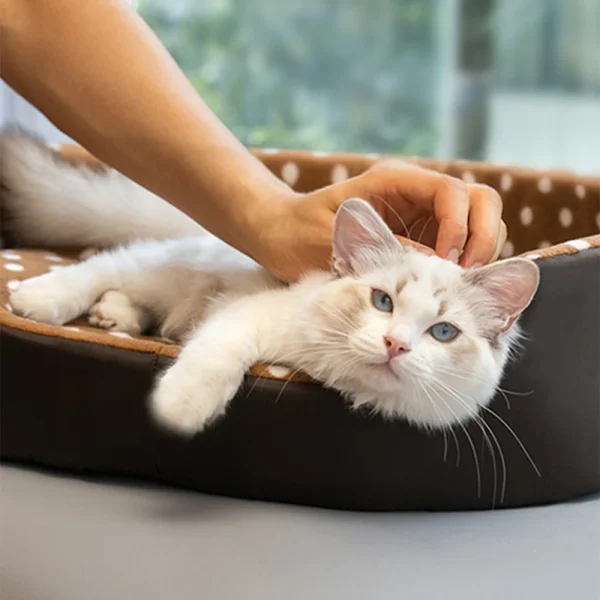 Cats Bed Dot Sponge Pad Dog Accessories Houses and Habitats Pet House Puppy Goods All Supplies Cushions Things Beds Basket Mat - Image 2